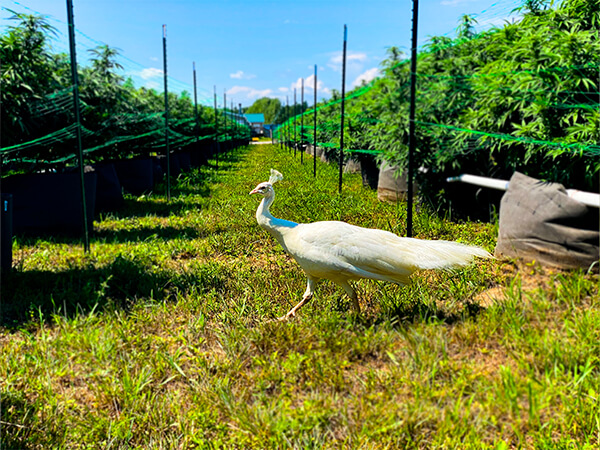 peacock-edited-unsized