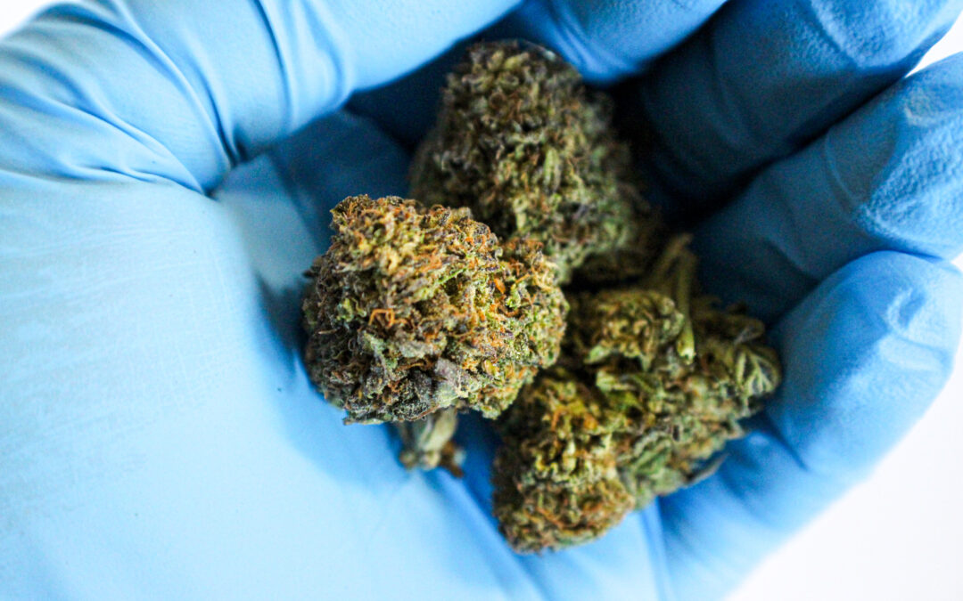 Kola Farms: Ice Cream Cake Strain